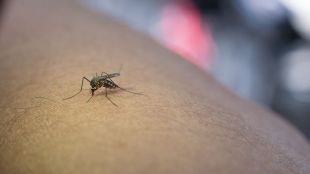 WHO chikungunya warning