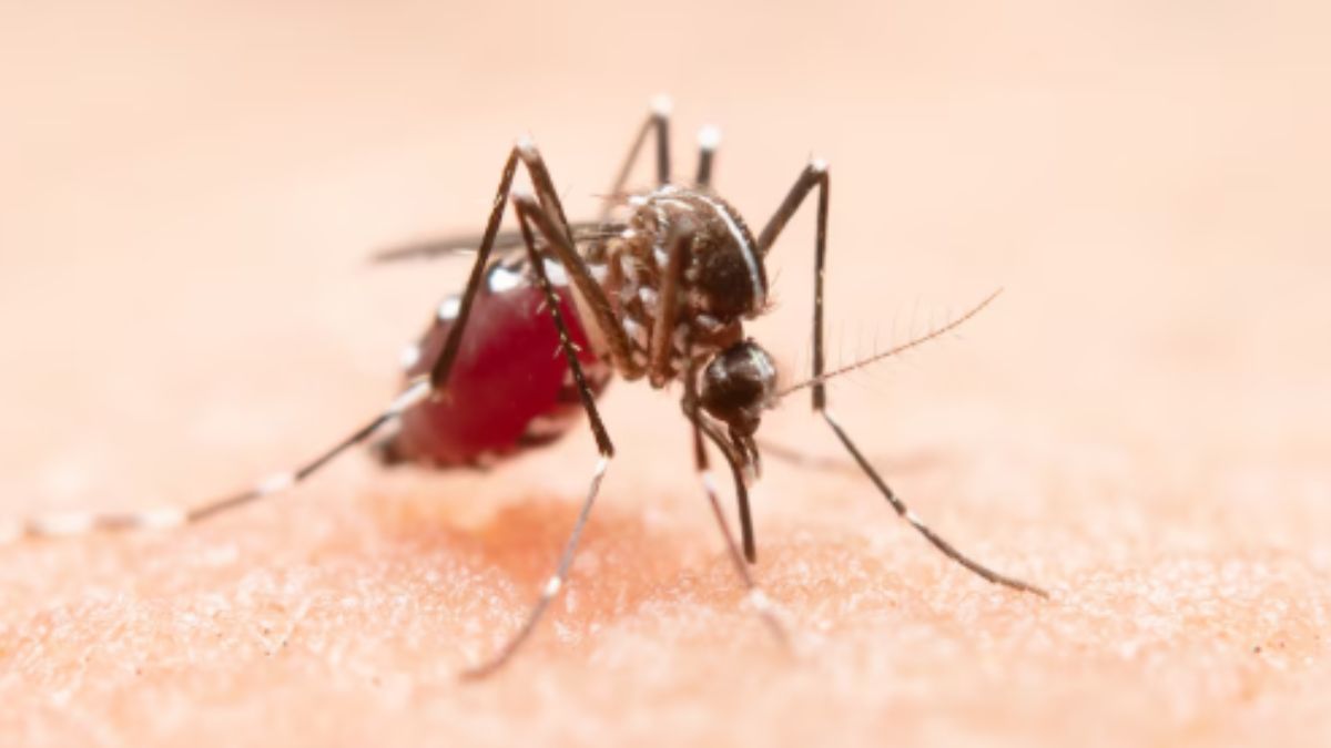 Dengue chikungunya cases on rise in Mumbai
