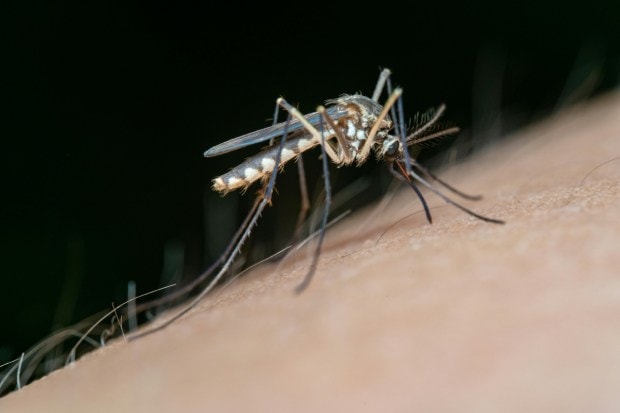Dengue and ChikungunyaBoth dengue and chikungunya are viral infections spread by the Aedes aegypti mosquito, which breeds in stagnant clean water. These illnesses typically surge during the monsoon months when water collects in containers, plant pots, and roadside puddles. (Image: Pexels)