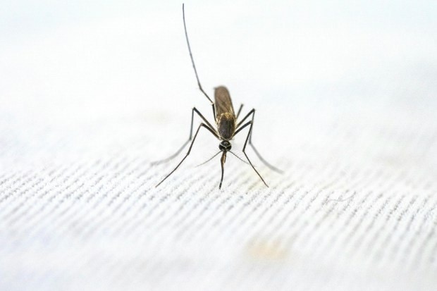 Symptoms include sudden high fever, intense joint pain, rashes and severe fatigue. In extreme cases, dengue can lead to internal bleeding or a drop in platelet count. Use mosquito repellents, keep windows and doors screened, empty out containers that hold water, and wear long-sleeved clothing. (Image: Pexels)