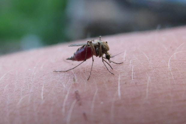 MalariaUnlike dengue, malaria is spread by the Anopheles mosquito, which breeds in dirty or stagnant rainwater. Malaria symptoms include recurrent bouts of high fever, chills, headache, and sweating. Left untreated, it can cause severe complications like organ failure. (Image: Pixaby)