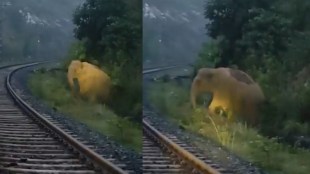 Train halts 2 hours as elephant gives birth on tracks in Jharkhand, Union Minister shares video | Watch