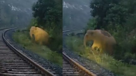Train halts 2 hours as elephant gives birth on tracks in Jharkhand, Union Minister shares video | Watch