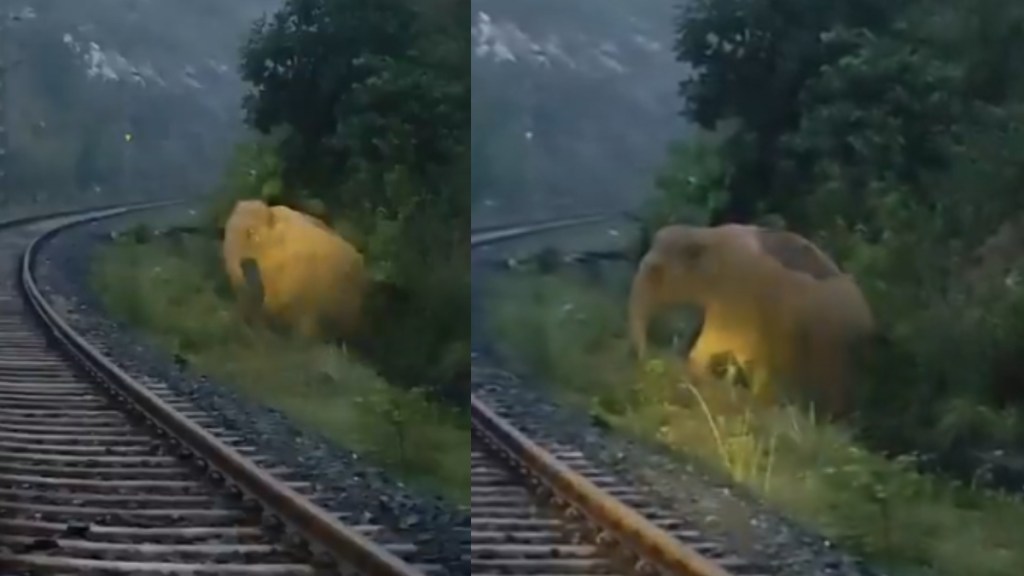 Train halts 2 hours as elephant gives birth on tracks in Jharkhand, Union Minister shares video | Watch Train halts 2 hours as elephant gives birth on tracks in Jharkhand, Union Minister shares video | Watch