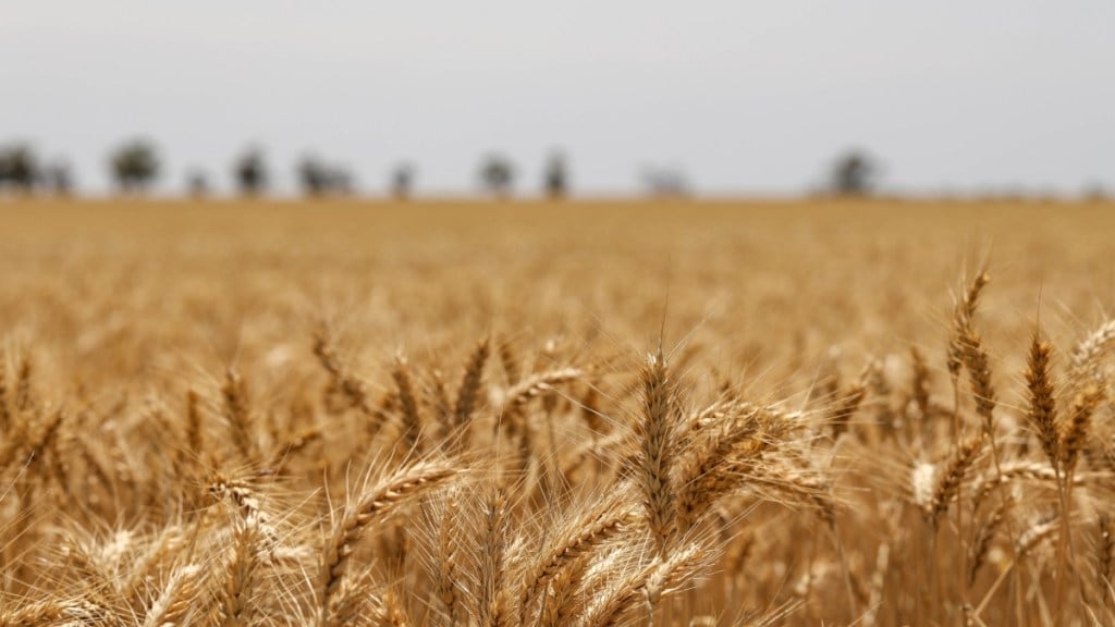 Food ministry approves reserve price of wheat for open market sale