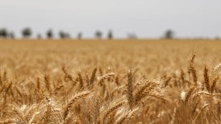 Food ministry approves reserve price of wheat for open market sale