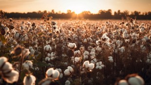 Ministries to discuss on allowing next generation of Bt cotton
