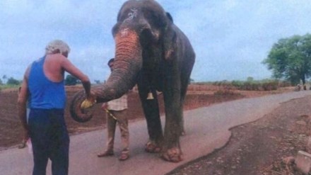 Elephant's wellbeing gets priority over humans' right to use it for religious rites: HC Elephant's wellbeing gets priority over humans' right to use it for religious rites: HC