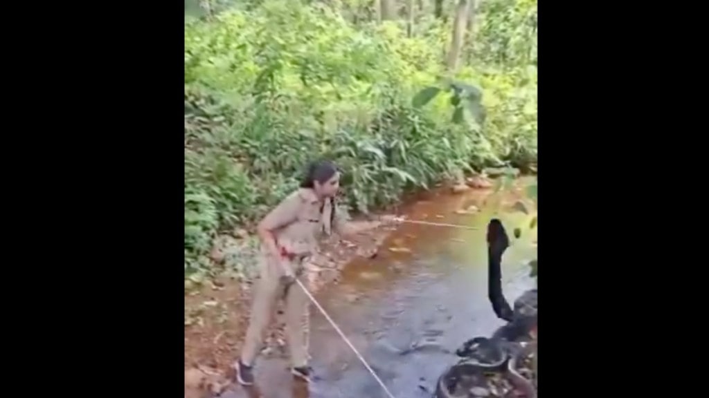 Fearless woman forest officer rescues 15-foot king cobra in Kerala Fearless woman forest officer rescues 15-foot king cobra in Kerala