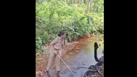 Fearless woman forest officer rescues 15-foot king cobra in Kerala