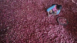 procurement, onion, market price, economy, farmers, Nafed, NCCF