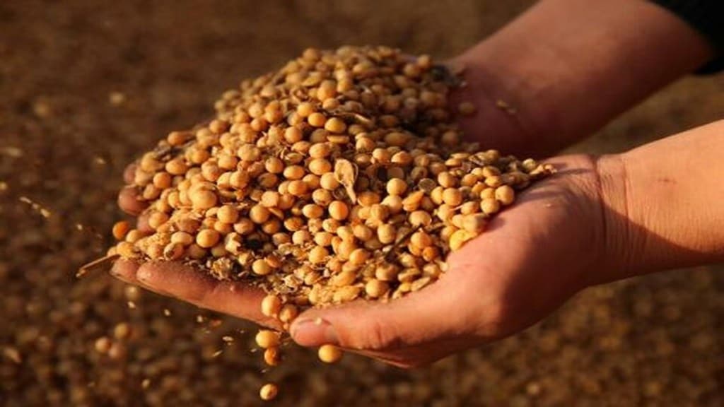 India Considers Non-GM Soybean & Corn Imports from US in Proposed Mini Trade Deal. (Image Source: Reuters) India Considers Non-GM Soybean & Corn Imports from US in Proposed Mini Trade Deal. (Image Source: Reuters)