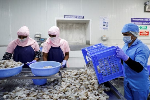 Shrimp exporters could face a significant loss and cancellations of orders due to the implementation of the increased tariff. The major production centres affected are Vishakhapatnam and West Godavari. (Image Source: Reuters)