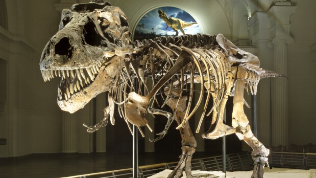 On August 12, 1990, Sue Hendrickson spotted large vertebrae protruding from an eroded bluff in South Dakota, leading to the uncovering of a remarkably complete T. rex skeleton. (Photo Source: Field Museum)