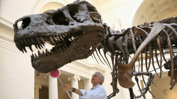 Over 17 days, palaeontologists carefully excavated more than 250 bones from the site, preserving the fossil in plaster jackets for transport to the Black Hills Institute. (Photo Source: Field Museum)