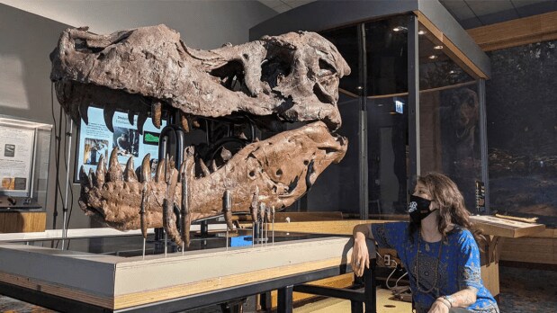 Sue’s well-preserved bones, including a nearly intact skull with many teeth, allowed scientists to study T. rex’s bite force, muscle structure, and possible growth rate in unprecedented detail. (Photo Source: Field Museum)