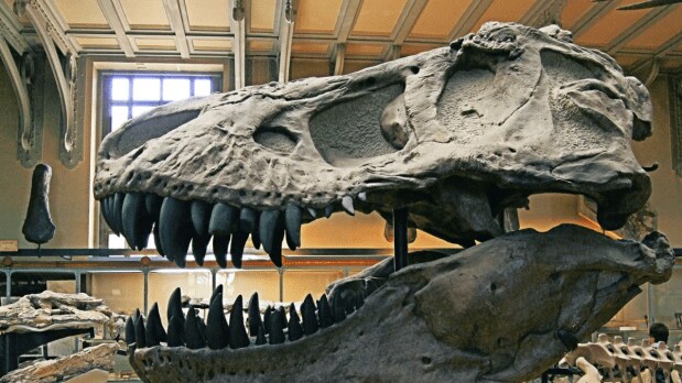 Examination of Sue's bones revealed signs of healed injuries, infections, and arthritis, providing clues about the challenges faced by this apex predator during its life. (Photo Source: Field Museum)