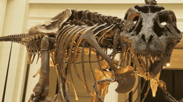 With about 90% of its skeleton intact, Sue is the most complete T. rex specimen ever found, measuring over 40 feet long and around 13 feet tall at the hips — larger than virtually all previous discoveries. (Photo Source: Field Museum)