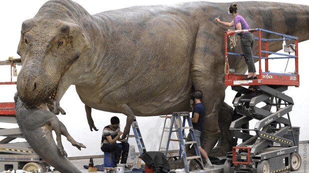 Sue’s discovery spurred advancements in excavation techniques, fossil preservation, and research collaboration, becoming a touchstone for studying theropod dinosaurs globally. (Photo Source: Field Museum)