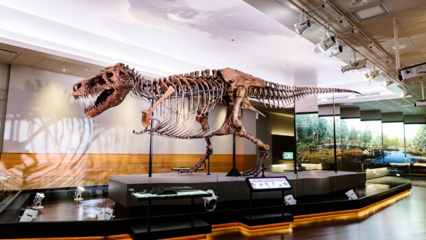 After a landmark legal battle, Sue was acquired by the Field Museum in Chicago, where it remains a centrepiece exhibit, enthralling millions of visitors and fostering public interest in natural history. (Photo Source: Field Museum)