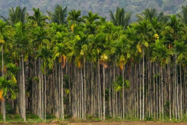 Coimbatore, Tamil Nadu: Surrounded by rain-kissed hills, Coimbatore becomes serene as Valparai’s tea estates mist over and Siruvani’s fresh stream flows. (Photo source: Canva)