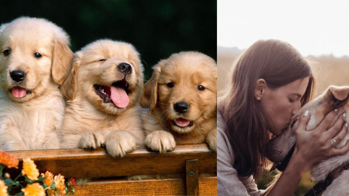 Which dog breed is America’s favourite and how much does it cost to keep one? Which dog breed is America’s favourite and how much does it cost to keep one?