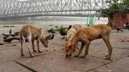 supreme court stray dogs delhi ncr