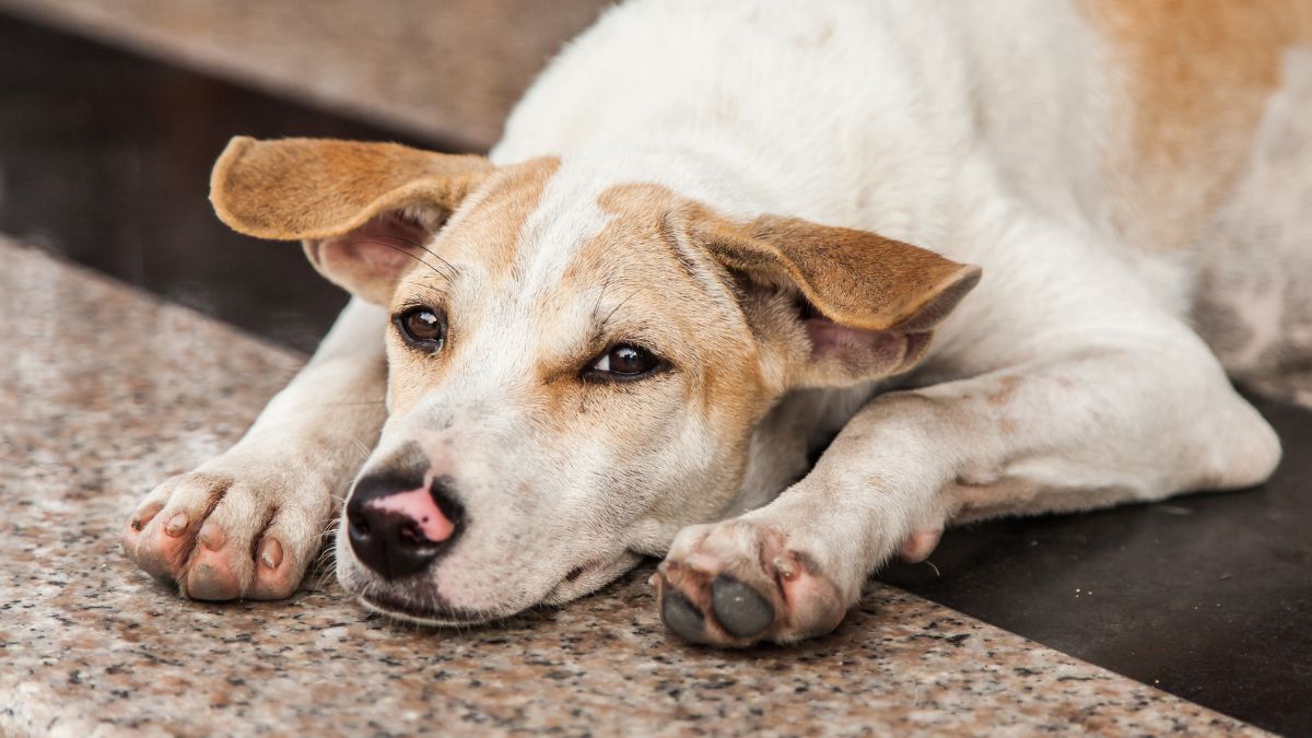 sc order stray dogs delhi-ncr dog shelter