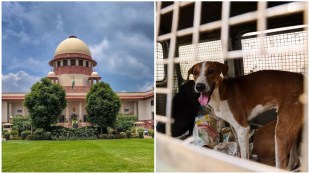 Supreme Court Stray Dog Hearing Today LIVE Updates: