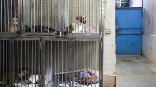 MCD on Delhi stray dogs relocation