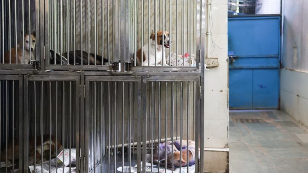 MCD on Delhi stray dogs relocation MCD on Delhi stray dogs relocation