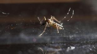 Chikungunya, Chikungunya in china, china Chikungunya, Chikungunya cases in china, us travel advisory to china, world news