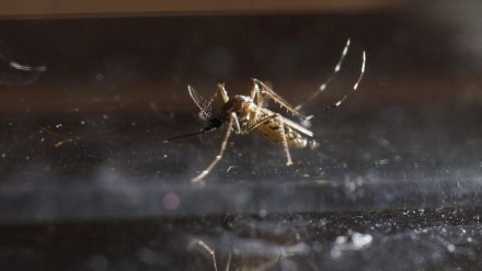 Chikungunya, Chikungunya in china, china Chikungunya, Chikungunya cases in china, us travel advisory to china, world news Chikungunya, Chikungunya in china, china Chikungunya, Chikungunya cases in china, us travel advisory to china, world news