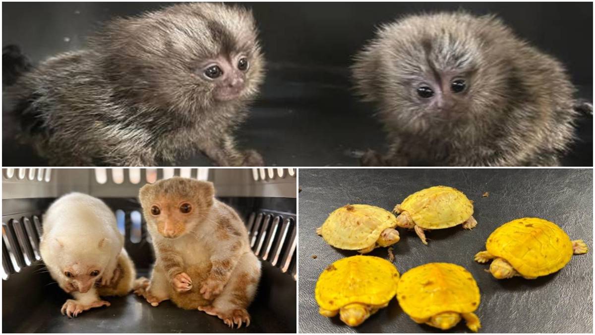 Passenger held at Mumbai Airport for smuggling wildlife animals Passenger held at Mumbai Airport for smuggling wildlife animals