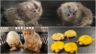 Passenger held at Mumbai Airport for smuggling wildlife animals