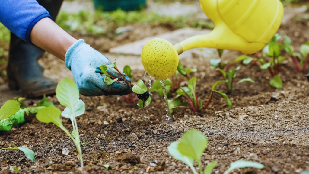 fertilisers, urea, DAP, National Fertilizers and Indian Potash, fertilisers, urea, DAP, National Fertilizers and Indian Potash,