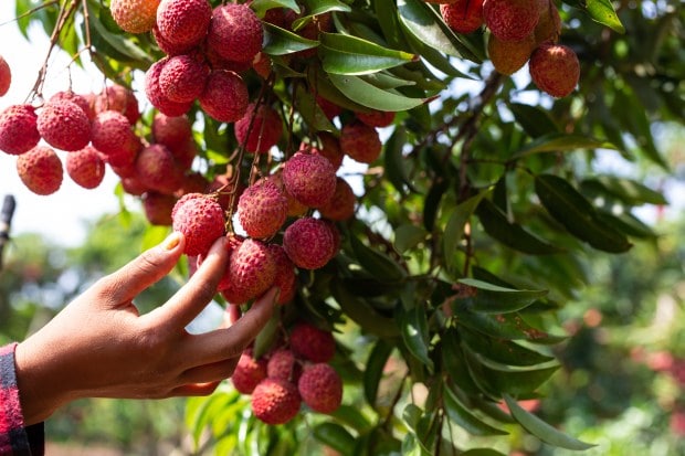 LitchiJuicy and sweet, litchi is a monsoon favorite. Rich in vitamin C, potassium, and antioxidants, it helps build immunity and supports heart health. Its high water content keeps you hydrated during the humid season, while its anti-inflammatory properties protect against infections. It’s also great for your skin, giving you a healthy glow despite the damp weather. (Image: Freepik)