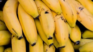Is banana good for weight loss