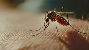 Chikungunya outbreak in China