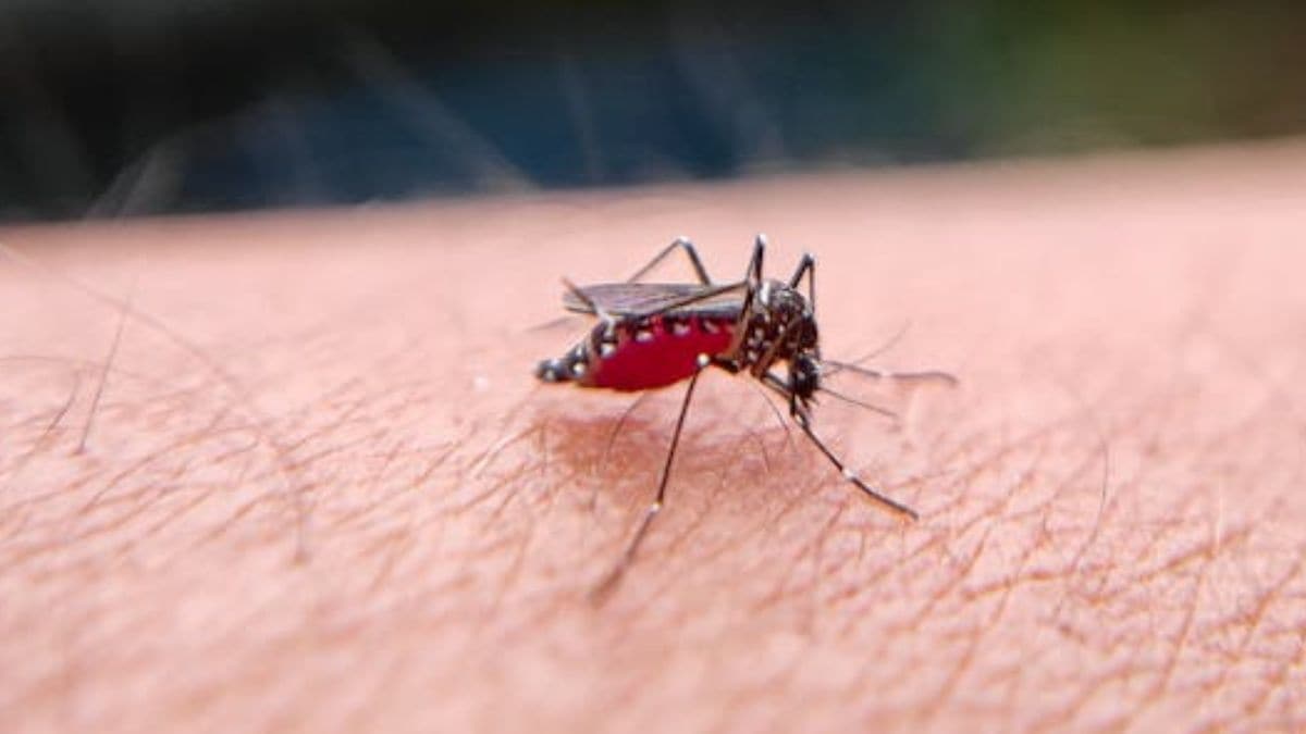 Chikungunya outbreak in China