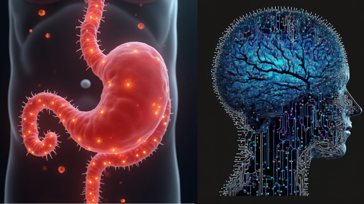 In Images | How your gut talks to your brain to control appetite and beyond