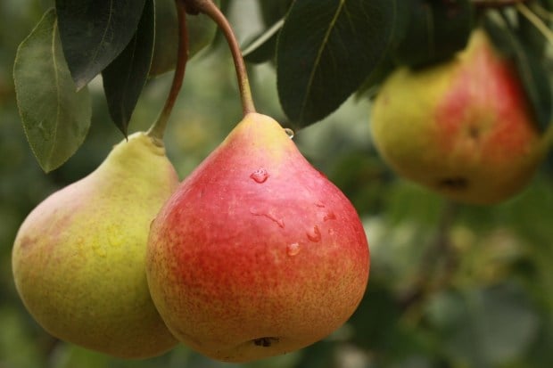PearKnown as nashpati in Hindi, pear is a light, refreshing fruit full of dietary fiber. It aids digestion, prevents constipation, and is low in calories. Pears are rich in vitamin C and potassium, which boost immunity and help keep your heart healthy. Their antioxidants fight free radicals, reducing your chances of falling sick during the season. (Image: Pexels)