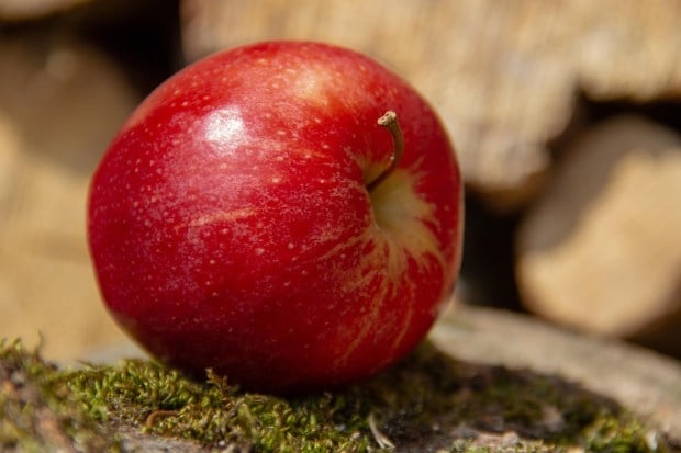 AppleCrisp and fibrous, apples are rich in vitamin C, which strengthens immunity and helps ward off seasonal illnesses. Their soluble fiber supports heart health and promotes a healthy gut. Apples are also one of the safer fruits to eat in the monsoon because their thick skin offers some protection from contamination. (Image: Pexels)