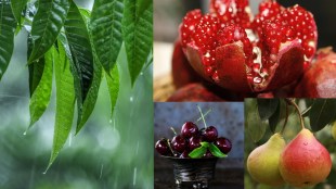 Monsoon’s immunity boosters: 10 fruits that keep you healthy, fresh and energised | In Images