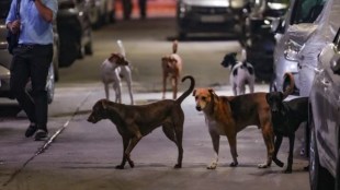 Shimla to fit stray dogs with QR, GPS collars to monitor behaviour | Watch