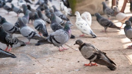 india paksitan, pigeon carrying chit, jammu station, pakistan border, international border