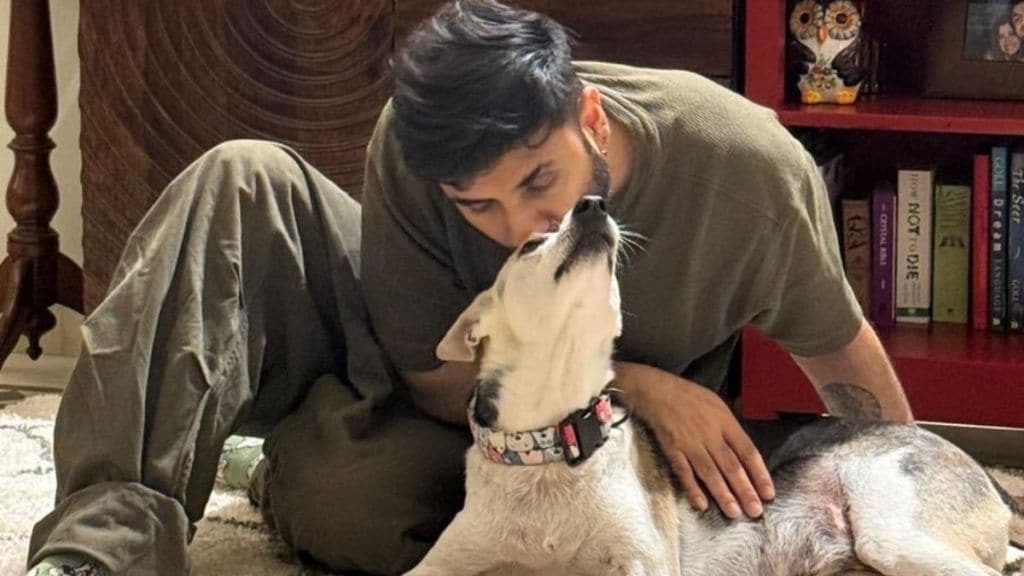 supreme court, sc on stray dogs, stray dogs order, vir das, delhi ncr, dogs