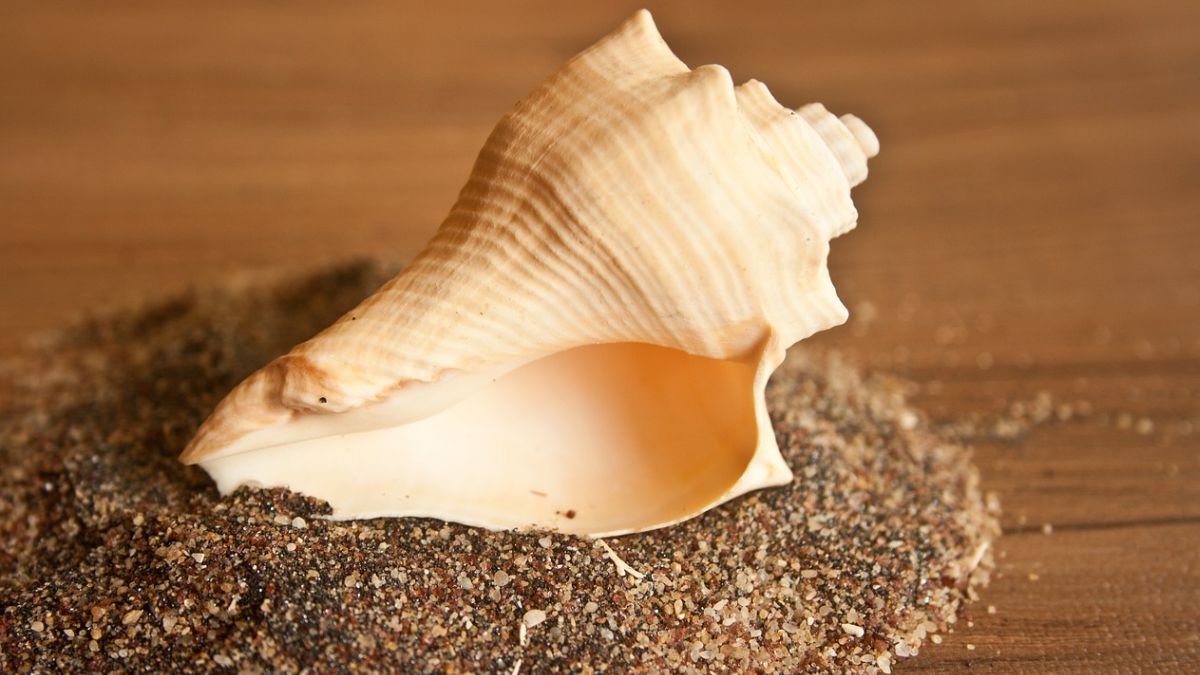 How conch shell breathing may help with sleep apnea