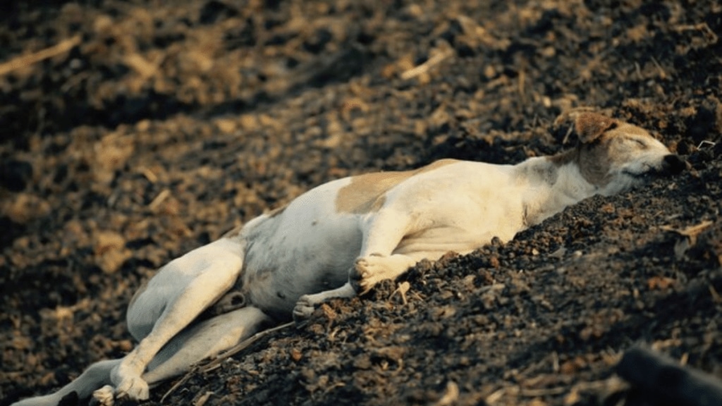 stray dogs