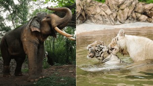 The SIT, led by former SC judge Justice J Chelameswar will carry out a “physical verification” and “inspection” of Vantara and submit its report to the apex court by September 12.